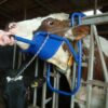Support_for_cows_54cb328ae5b59.jpg