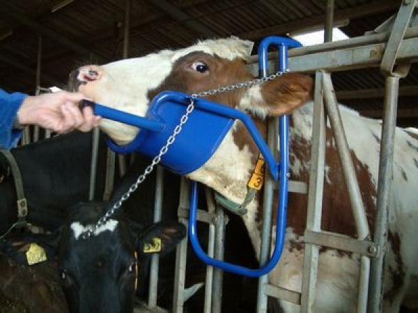 Support_for_cows_54cb328ae5b59.jpg