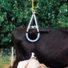 cowlift-in-use.jpg