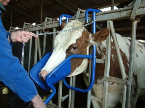 support-for-cows-head-1.jpg