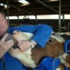 support-for-cows-head-4-.jpg