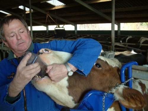 support-for-cows-head-4-.jpg