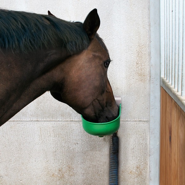 products 3259 horse 1530901971 349 2