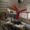 Basket Fan ventilaator